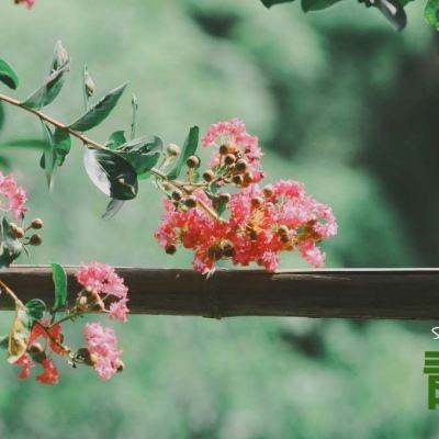 奇异果体育下载手机版